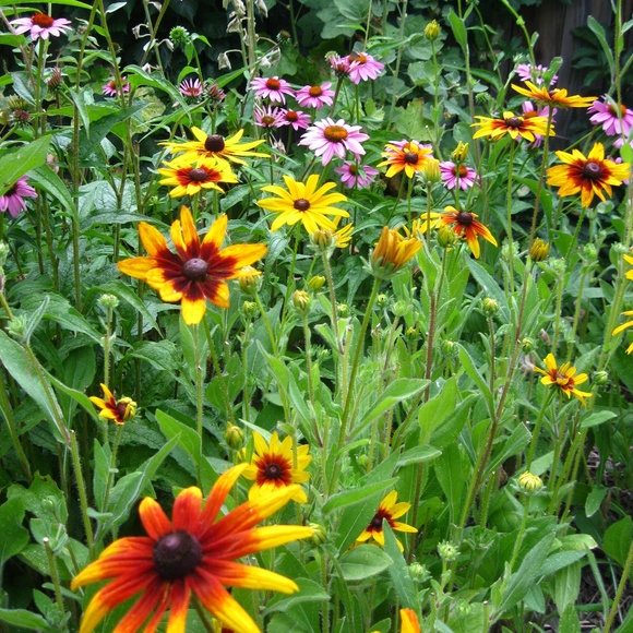 Meet your Posher, Jayma - Picture 1 of 16